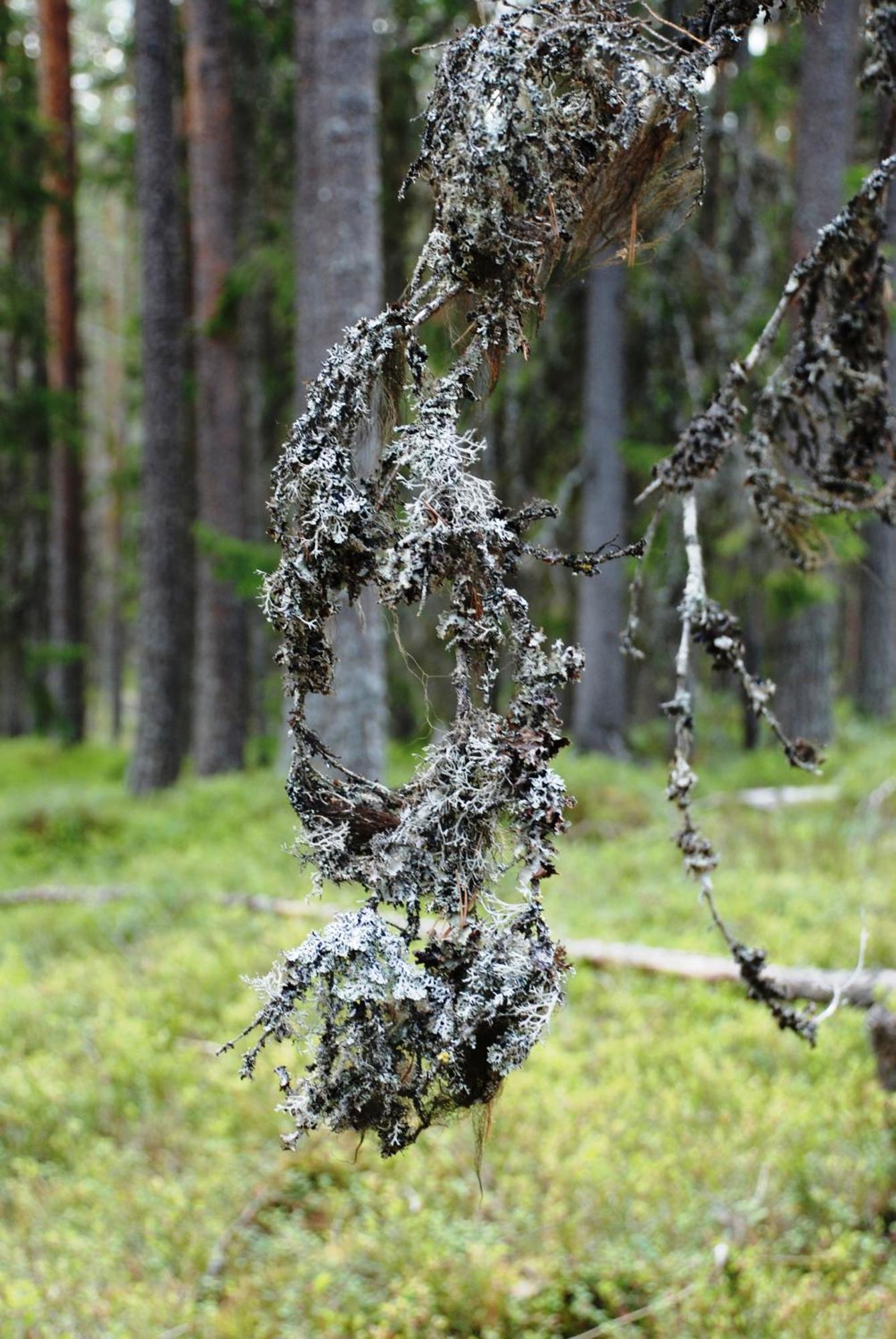 16 - Fulufjellets Nasjonalparker - Natur-, Dyre- Og Fugleopplevelser Ljordal Ngoại thất bức ảnh