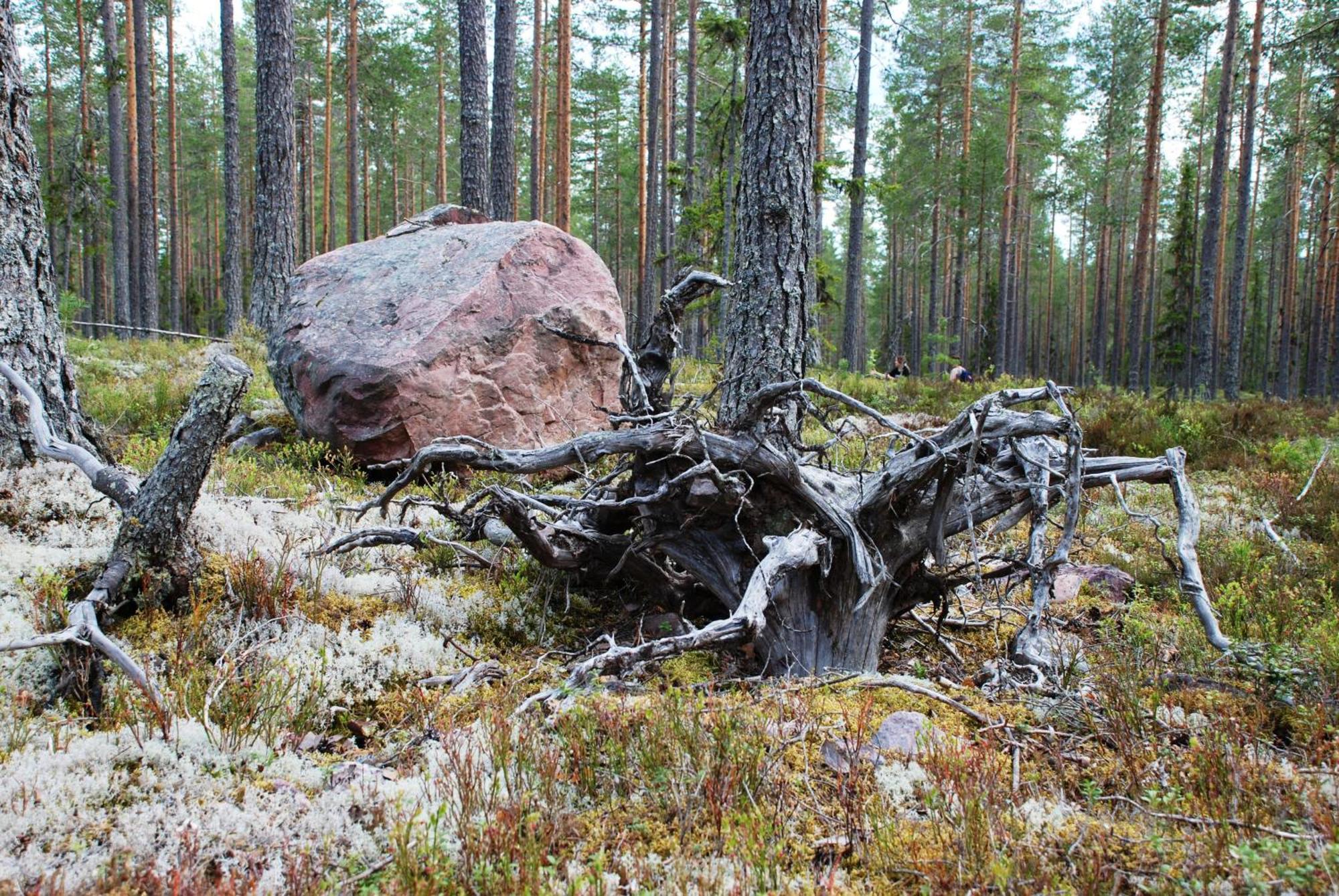 16 - Fulufjellets Nasjonalparker - Natur-, Dyre- Og Fugleopplevelser Ljordal Ngoại thất bức ảnh