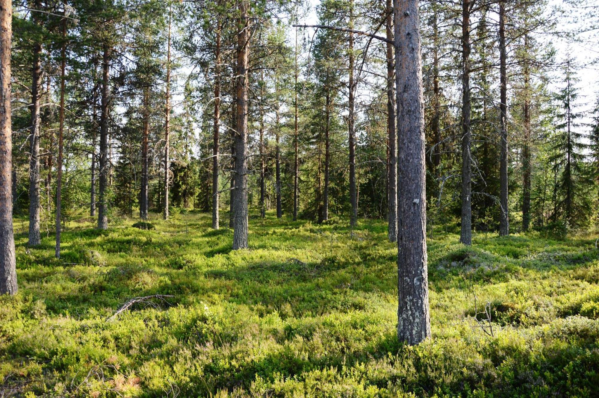 16 - Fulufjellets Nasjonalparker - Natur-, Dyre- Og Fugleopplevelser Ljordal Ngoại thất bức ảnh
