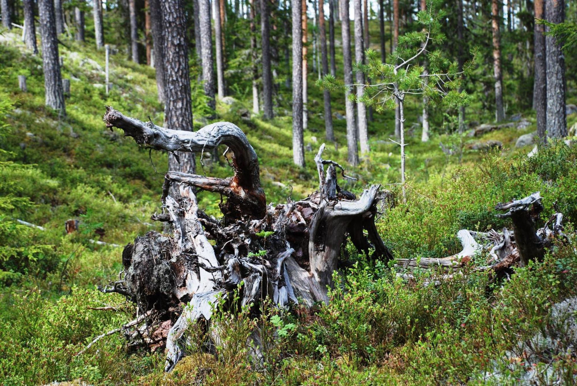 16 - Fulufjellets Nasjonalparker - Natur-, Dyre- Og Fugleopplevelser Ljordal Ngoại thất bức ảnh