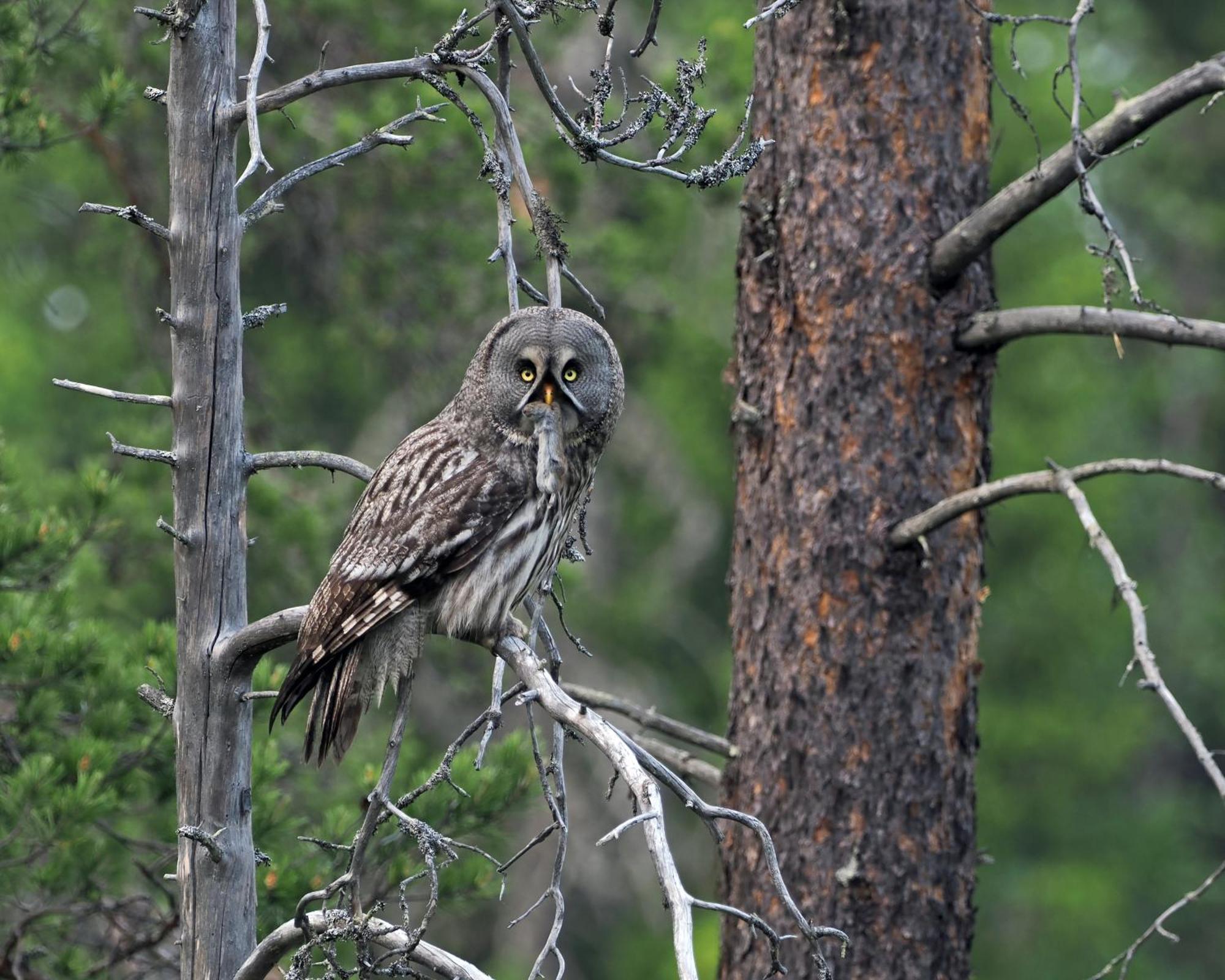 16 - Fulufjellets Nasjonalparker - Natur-, Dyre- Og Fugleopplevelser Ljordal Ngoại thất bức ảnh