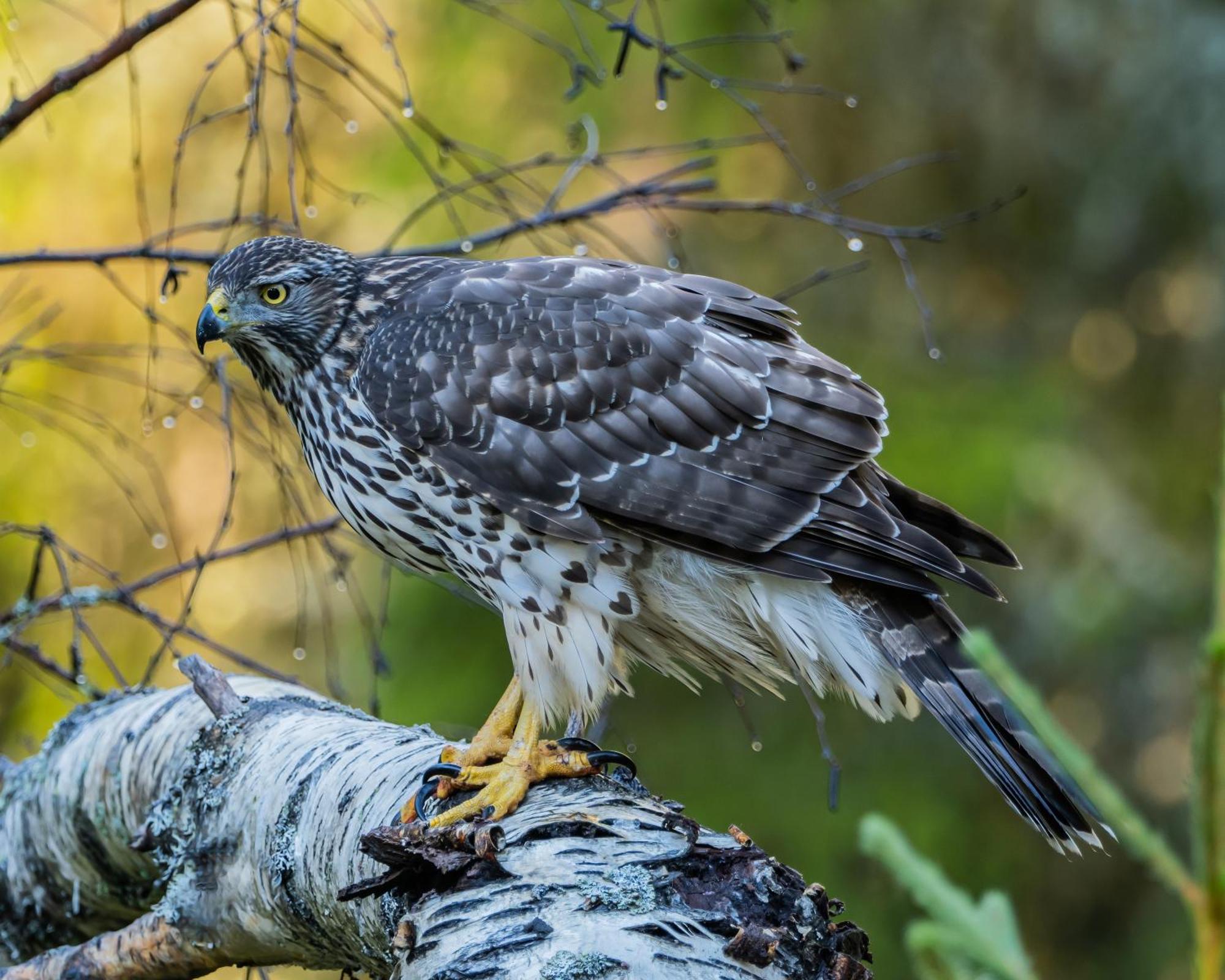 16 - Fulufjellets Nasjonalparker - Natur-, Dyre- Og Fugleopplevelser Ljordal Ngoại thất bức ảnh
